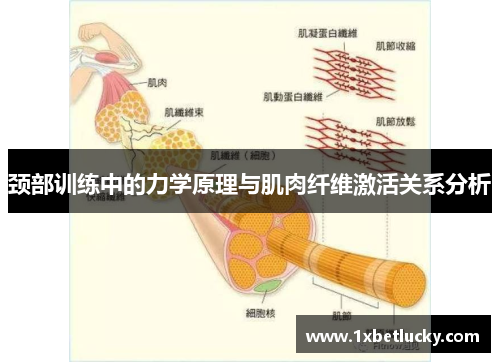 颈部训练中的力学原理与肌肉纤维激活关系分析